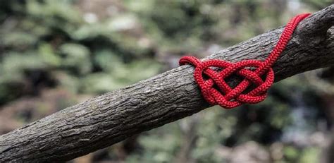 The 7 Most Useful Survival and Bushcraft Knots You Need to Know