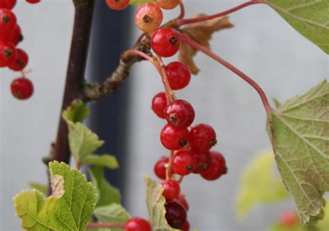 Rode Bes Kopen Vanaf Fruitbomen Net