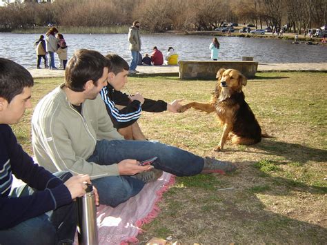 Mi Perro Es Lo Màximo Cómo Saludar A Un Perro