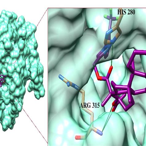 The Binding Mode Of The Most Active Compound F Shown In The Purple