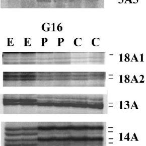 Candidate Ethanol Responsive Genes Identified By MRNA Differential