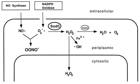 Superoxide Dismutase Mechanism