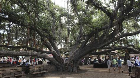 Majestic banyan tree in heart of fire-scorched Lahaina chronicles 150 years of history