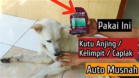 Cara Menghilangkan Membasmi Kutu Kelimpit Caplak Pada Anjing Youtube