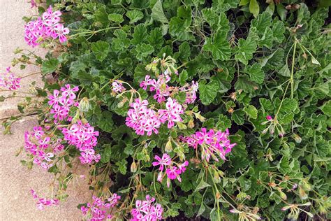 Pelargonium Echinatum Miss Stapleton In 68mm Super Tube Trigg Plants