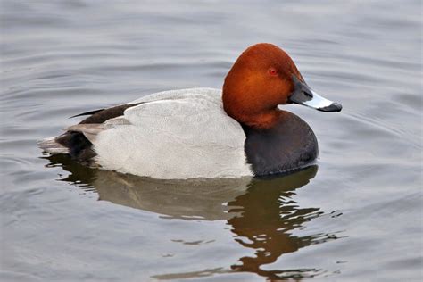 Common Pochard Aythya Ferina Imaging Storm