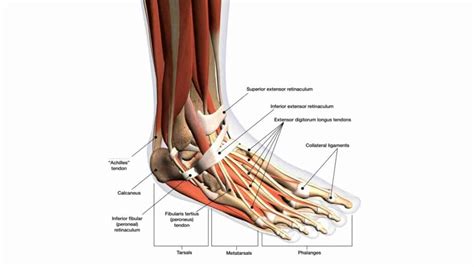 Ankle Tendons: Anatomy, Attachments and Function by a Specialist