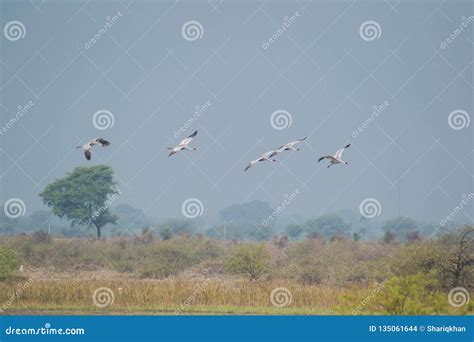 Sarus Cranes Lading in Their Habitat Stock Photo - Image of reeds, loss: 135061644