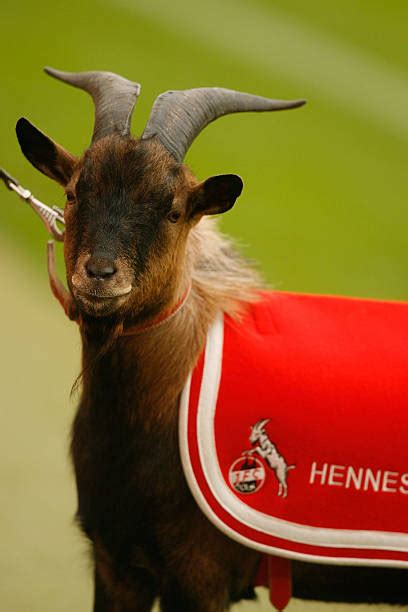 Hennes The Goat, Official FC Cologne Mascot Photos and Images | Getty ...