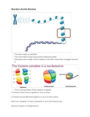 Understanding Nucleic Acids Chromatin Histones And DNA Course Hero