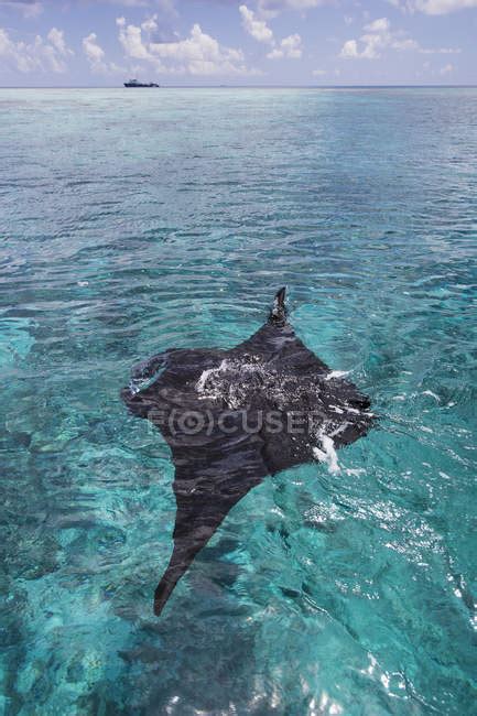 Manta Ray swimming — branchiae, ocean - Stock Photo | #167580930