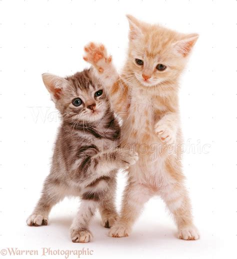 Kittens playing photo WP07273