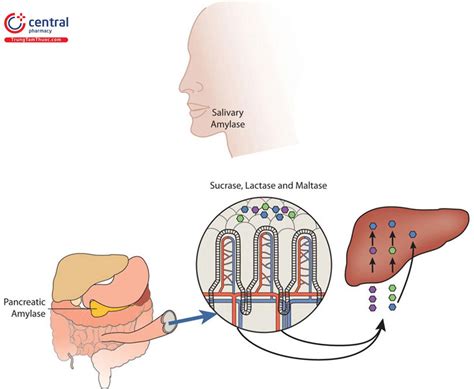 Maltase Một Trong Những Enzym Tiêu Hóa Quan Trọng Của Cơ Thể