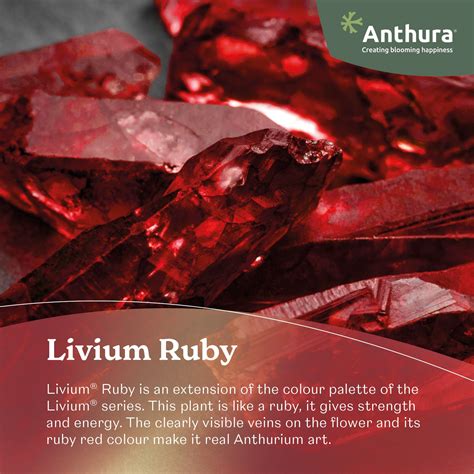 Livium® Ruby - Anthurium pot plants | Anthura