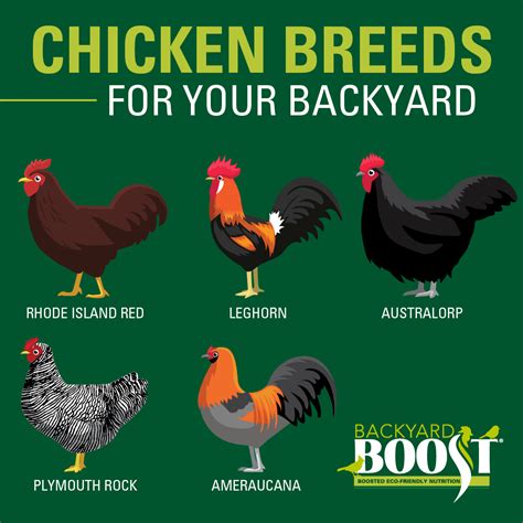 A Guide to Chicken Breeds for Your Backyard - Backyard Boost