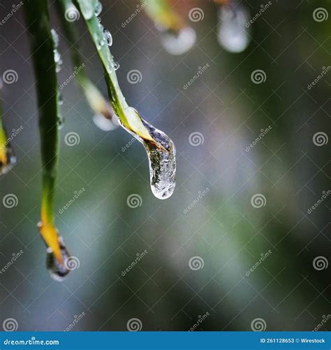 Gotas De Lluvia En Una Planta Verde Imagen De Archivo Imagen De Hoja