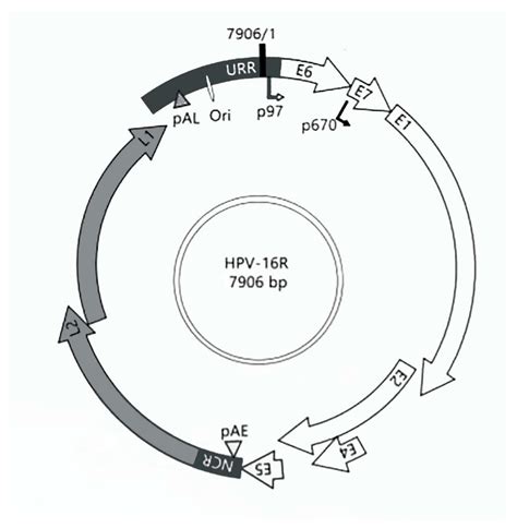 Characterization Of The Human Papillomavirus 16 Oncogenes In K14HPV16