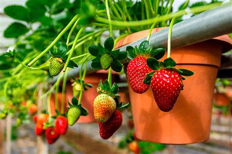 C Mo Cultivar Fresas En Macetas Para Un Huerto Casero