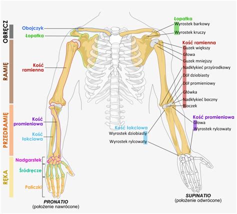 Human Arm Bones Diagram Pl - Arm Bones Diagram PNG Image | Transparent ...