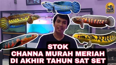 Stok Channa Murah Dan Terjangkau Red Barito Auranti Pulcra Di Akhir