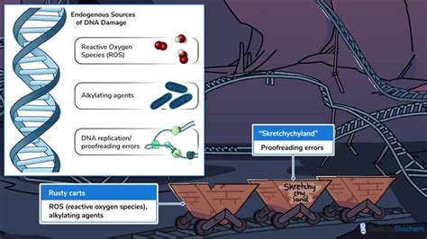 DNA Mutations - Free Sketchy Medical Lesson