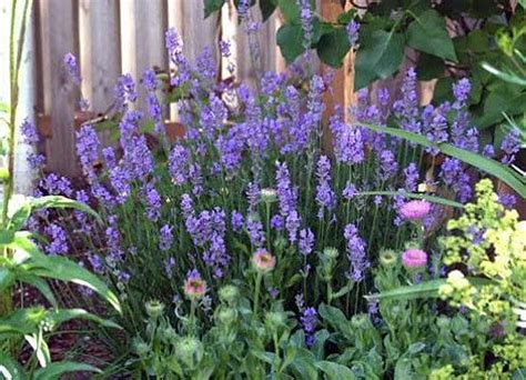 Findlavender Lavender French Provence Very Fragrant