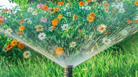 Is Overhead Watering Your Garden Bad For Your Plants