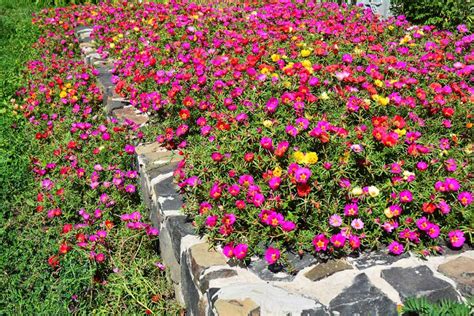 How To Grow And Care For Portulaca Moss Rose Make House Cool