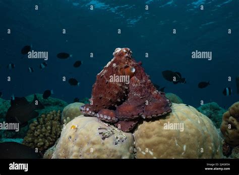 Octopus Underwater Scenery Hi Res Stock Photography And Images Alamy