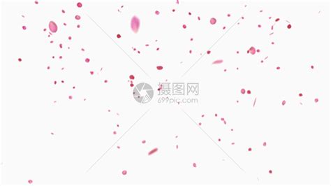 玫瑰花瓣飘落动图图片 正版素材401397940 摄图网