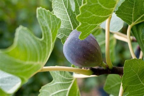 Saiba Como Adubar O P De Figo Aprenda Dicas Infal Veis De Cultivo