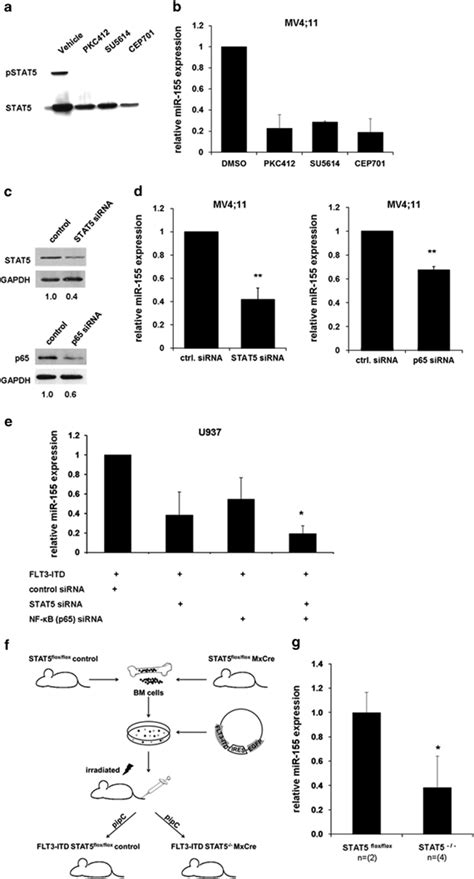 Block Of Flt3 Itd Signaling Reduces Mir 155 Expression Mv411 Cells