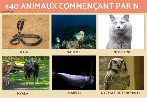 40 Animaux En N