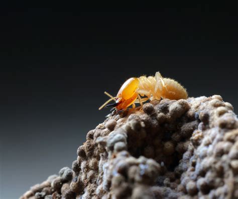 Subterranean Termites Blog Arbor Pest Management