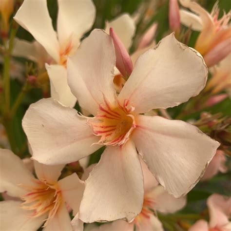 Nerium Oleander Angiolo Pucci Laurier Rose L Ombre Des Figuiers