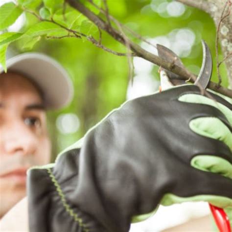 Tree Pruning And Arborist Gold Coast Clean Cut Trees Services