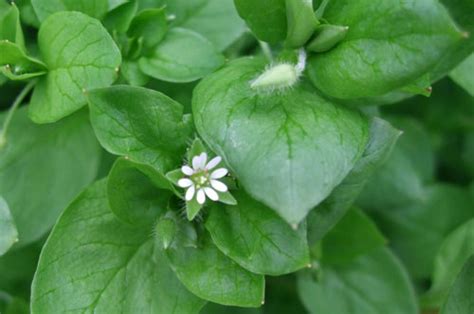 Common Chickweed, identify and control this lawn weed