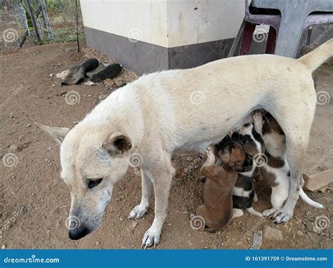 Dog Feeding Her Puppies. The Puppies Are Enjoying Their Breast Milk ...