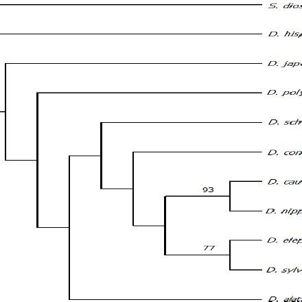 Neighbour Joining Tree Of Dioscorea Spp Resulting From The Internal