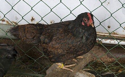 barnevelder wikipedia