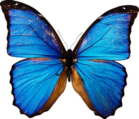 Fajarv: Transparent Background Butterfly Png Images