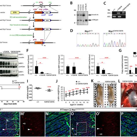 Nrp1y297ay297a Mice Have Reduced Nrp1 Expression Survival Body