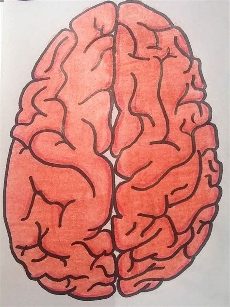 Cerebro Dibujos De Colores Dibujos Imagenes Para Reirse