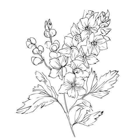 Premium Vector Pencil Delphinium Drawing July Birth Flower Larkspur