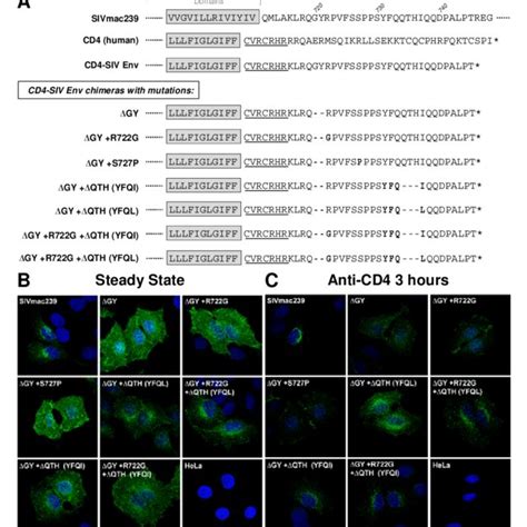 Alterations In Cellular Trafficking Induced By Gy And In Vivo