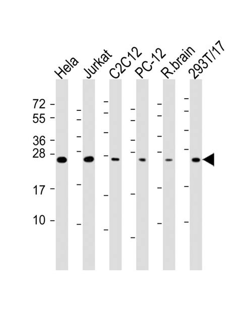 Rab A Antibody Purified Mouse Monoclonal Antibody Mab Wb Ihc P E