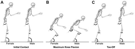 Sex Based Differences In The Drop Vertical Jump As Revealed By Video