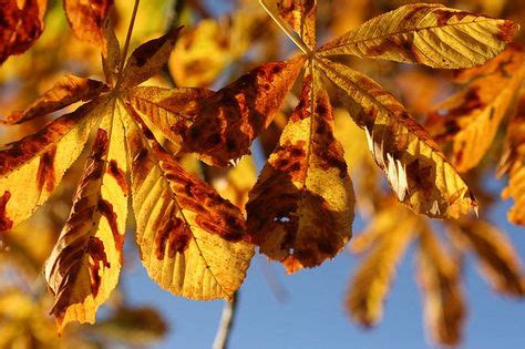 68 Horse-chestnut Tree ideas | horse chestnut trees, chestnut trees ...