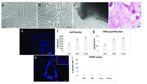 Repopulation Of Decellularized Ovarian Ecm Based Scaffolds With Pepie