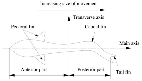 Carangiform fish locomotion type. | Download Scientific Diagram